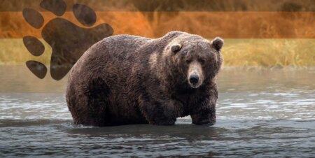 La «Fat Bear Week» du National Park Service envoie les gays en spirale: «Où les Bears à»