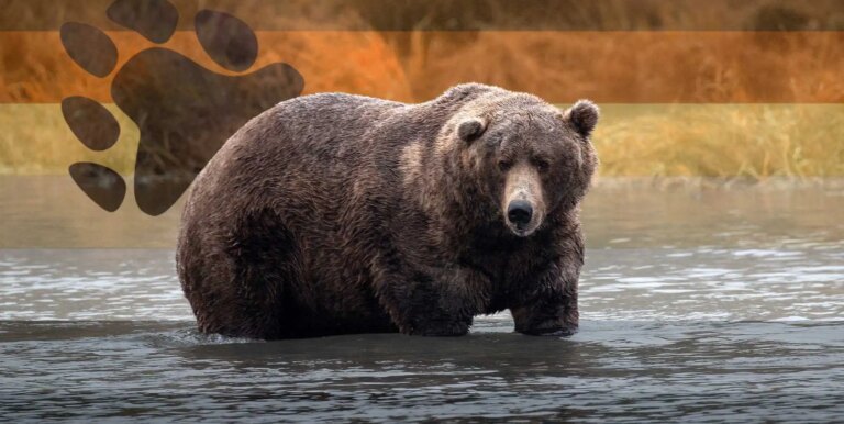 La «Fat Bear Week» du National Park Service envoie les gays en spirale: «Où les Bears à»