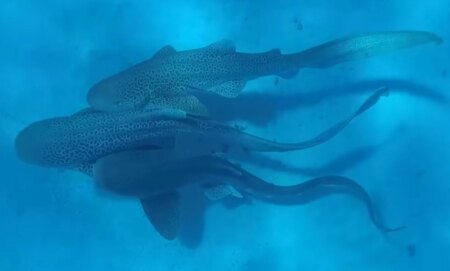Leopard sharks engaging in mating behaviour.
