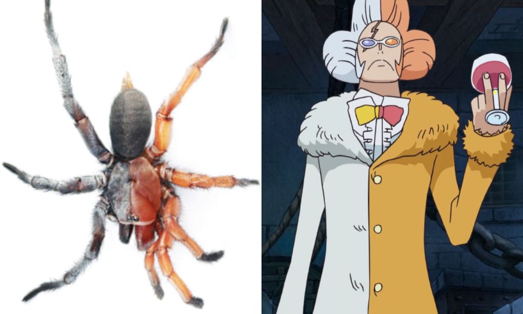 Une image divisée d'un Damarchus Inazuma et du personnage Inazuma de One Piece.