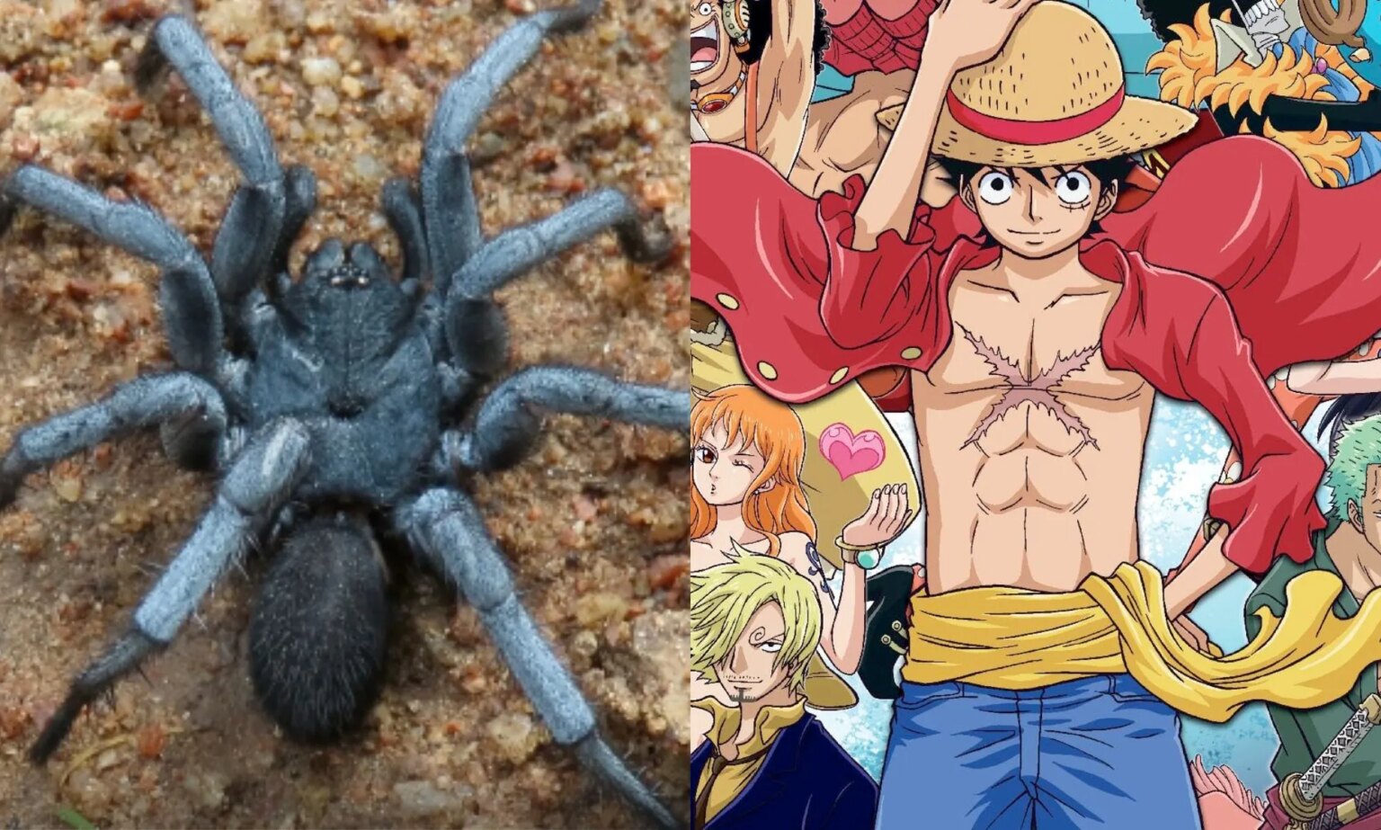 Araignée intersexuée nommée d'après le personnage de One Piece A split image of a Damarchus species spider (left) and a poster of One Piece characters (Right).