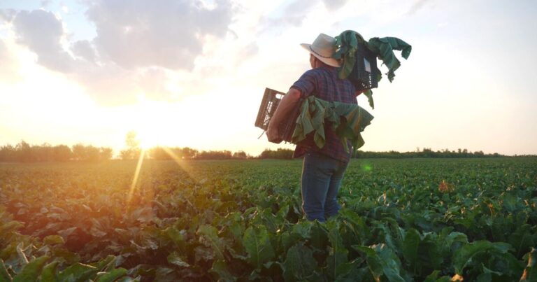 Un agriculteur républicain affirme que les descentes d’immigration déciment sa main-d’œuvre