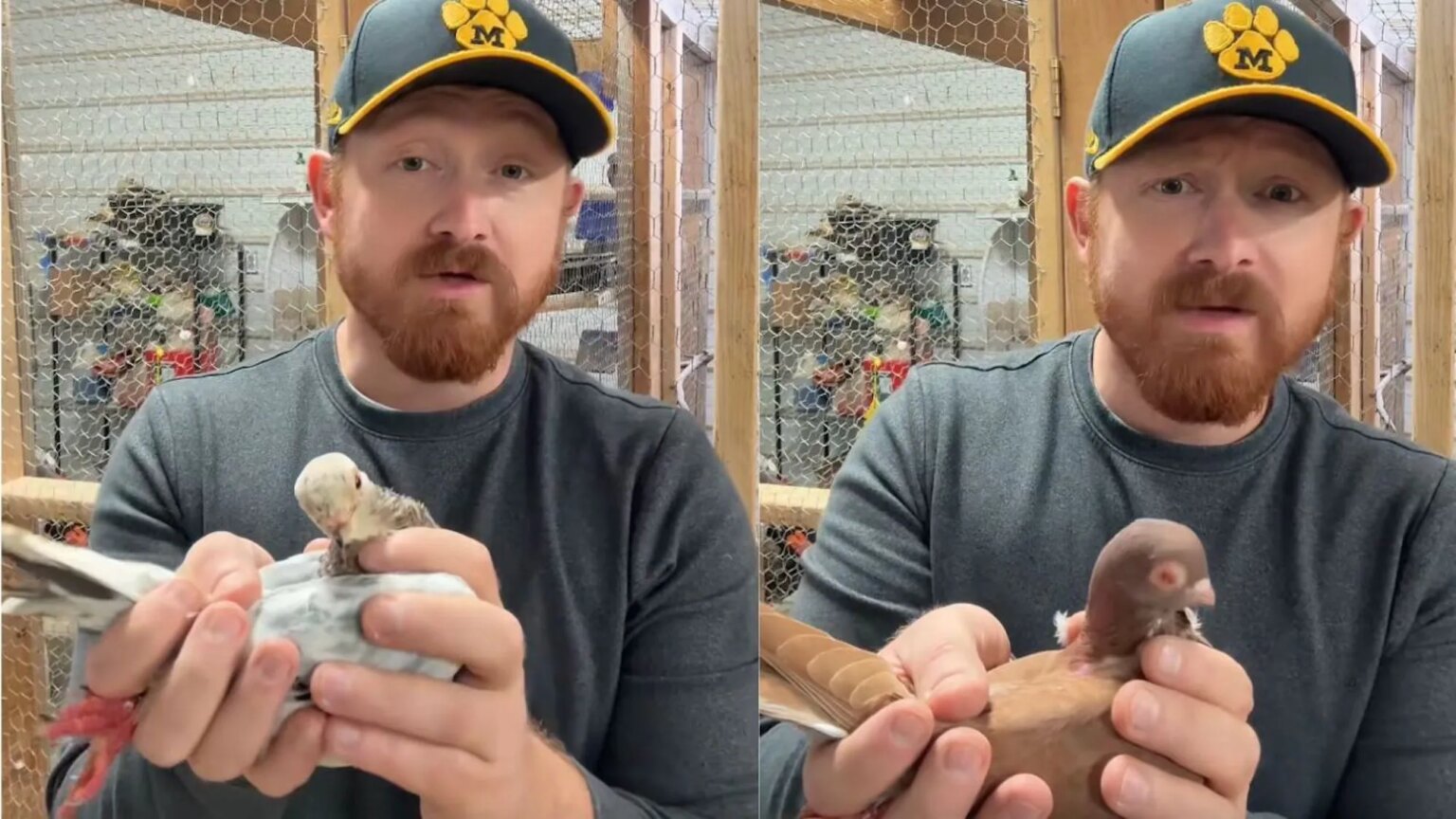 « Dove Island » : Internet réagit au pigeon bisexuel provoquant un drame collectif dans la coopérative d'un fermier All three pigeons are now raising chicks as a throuple. (TikTok/@thecottonwoodfarm1)