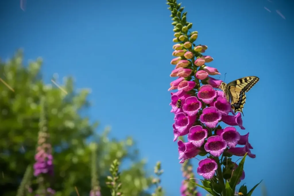 C’est confirmé : la balsamine de l’Himalaya, star des jardins, est désormais totalement interdite en Europe pour sauver la biodiversité