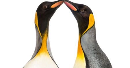 Un journal russe interdit d'écrire sur le comportement des animaux de même sexe sans exprimer son dégoût