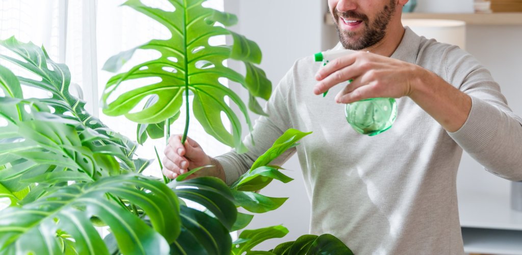Jeune homme adulte pulvérisant de l'eau sur ses feuilles de plante monstera dans un salon lumineux