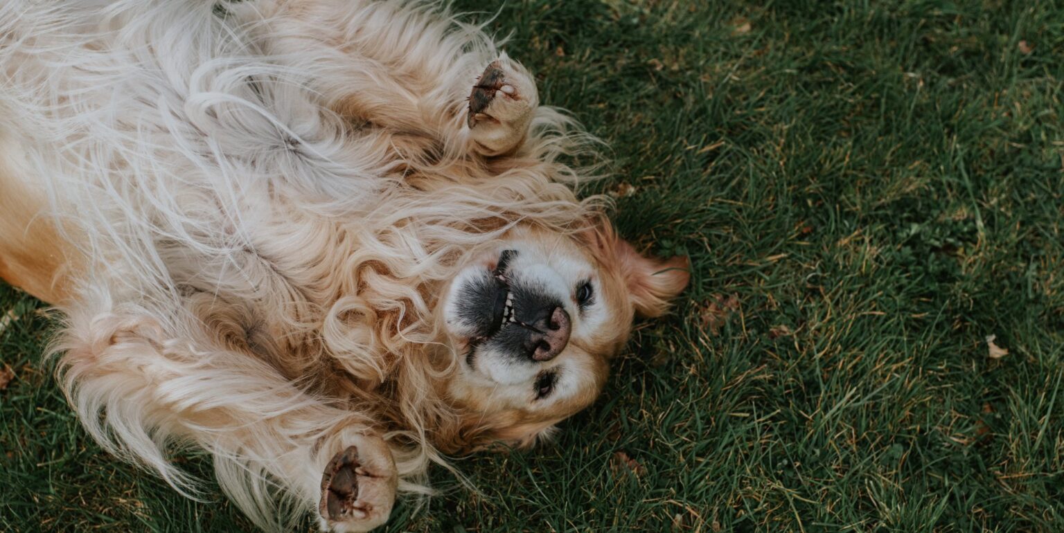 Qu'est-ce qu'une « lesbienne golden retriever » après la mention de I Kissed A Girl ? golden retriever
